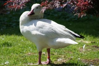 Chen caerulescens - Schneegans